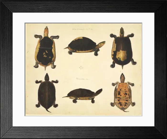 Framed Print : LS Plate 96 from the John Reeves Collection (Zoology) Framed Print : LS Plate 96 from the John Reeves Collection (Zoology)