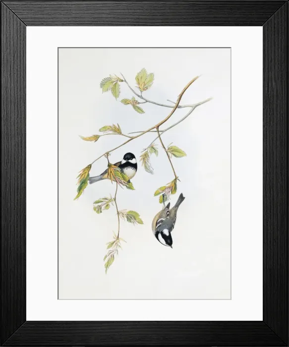 Framed Print : Parus ater, coal tit Framed Print : Parus ater, coal tit