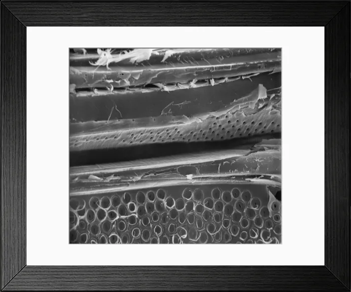 Framed Print : Matchstick Framed Print : Matchstick
