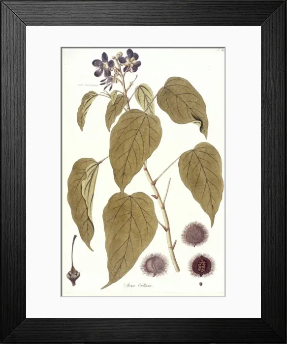 Framed Print : Bixa orellana, lipstick tree Framed Print : Bixa orellana, lipstick tree