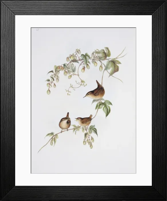 Framed Print : Troglodytes troglodytes, winter wren Framed Print : Troglodytes troglodytes, winter wren