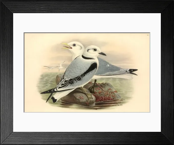 Framed Print : Rissa tridactyla, black-legged kittiwake Framed Print : Rissa tridactyla, black-legged kittiwake