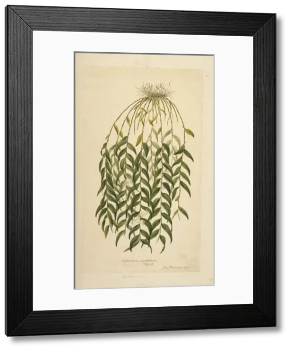Framed Print : Dendrobium involutum, ladder orchid Framed Print : Dendrobium involutum, ladder orchid