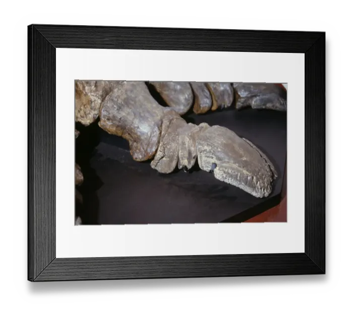 Framed Print : Iguanodon arthritic toe Framed Print : Iguanodon arthritic toe