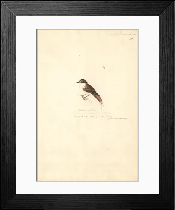 Framed Print : Aphrastura spinicauda, thorn-tailed rayadito Framed Print : Aphrastura spinicauda, thorn-tailed rayadito