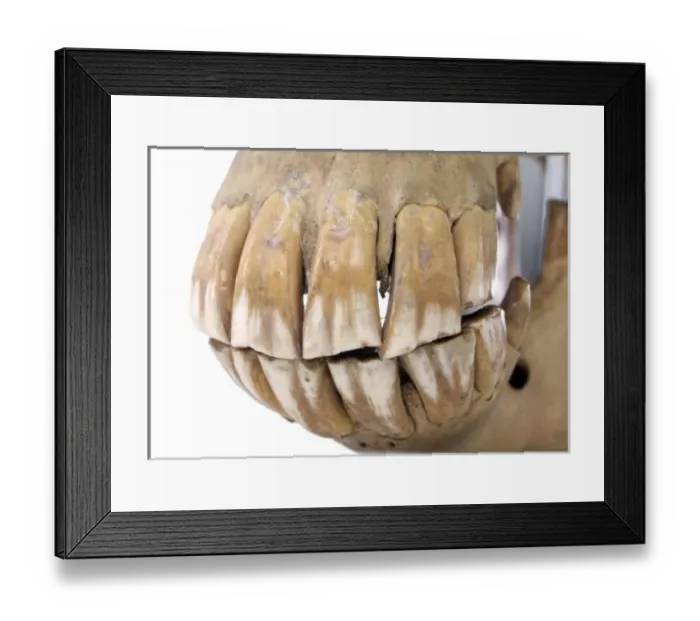 Framed Print : Equus caballus, horse Framed Print : Equus caballus, horse
