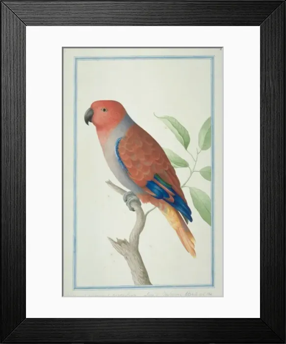Framed Print : Eclectus roratus, eclectus parrot Framed Print : Eclectus roratus, eclectus parrot