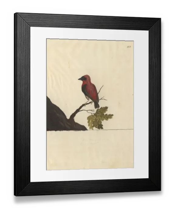 Framed Print : Euplectes orix, southern red bishop