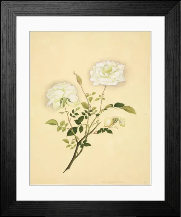Framed Print : Flower Illustration from the Reeves Collection Framed Print : Flower Illustration from the Reeves Collection