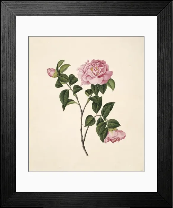 Framed Print : Flower Illustration from the Reeves Collection Framed Print : Flower Illustration from the Reeves Collection