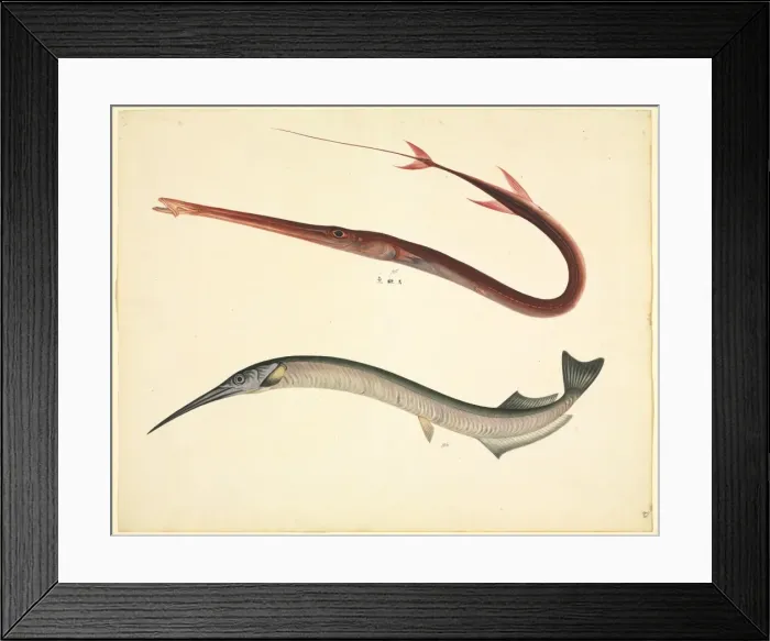 Framed Print : LS Plate 154 from the John Reeves Collection Framed Print : LS Plate 154 from the John Reeves Collection