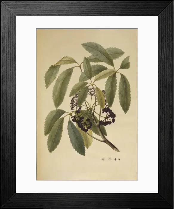 Framed Print : Pseudopanax arboreus, five finger Framed Print : Pseudopanax arboreus, five finger