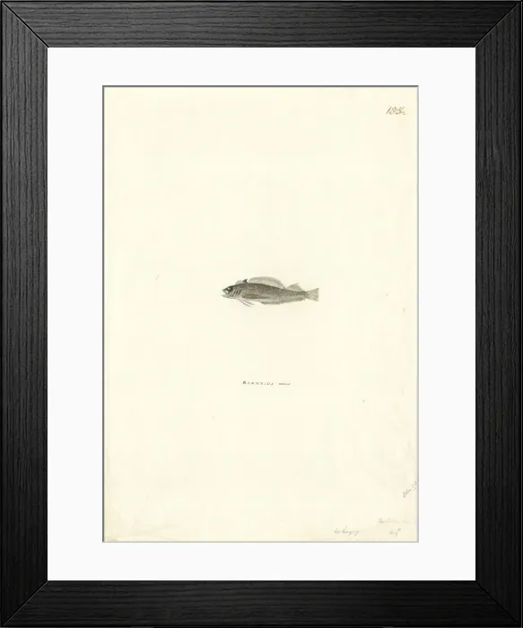 Framed Print : Forsterygion varium, variable triplefin Framed Print : Forsterygion varium, variable triplefin