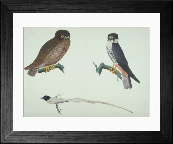 Framed Print : Falco subbuteo, hobby, Terpsiphone sp. Paradise-flycatcher