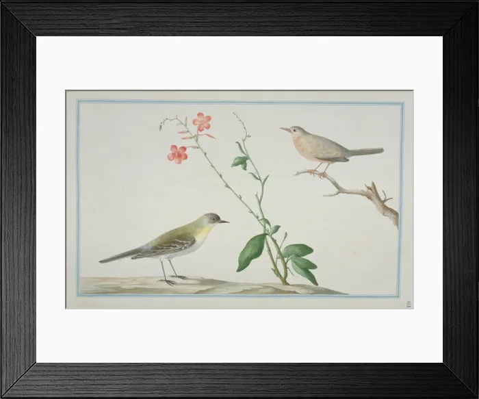 Framed Print : Motacilla flava cinereocapilla, yellow wagtail Framed Print : Motacilla flava cinereocapilla, yellow wagtail