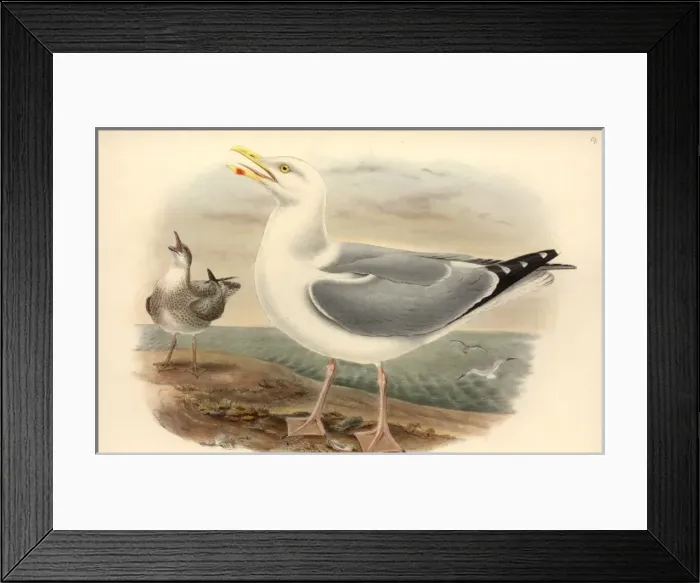 Framed Print : Larus argentatus, herring gull Framed Print : Larus argentatus, herring gull