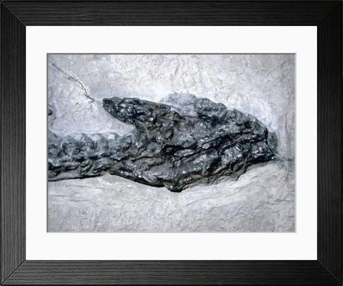 Framed Print : Plesiosaurus dolichodeirus: Head only Framed Print : Plesiosaurus dolichodeirus: Head only
