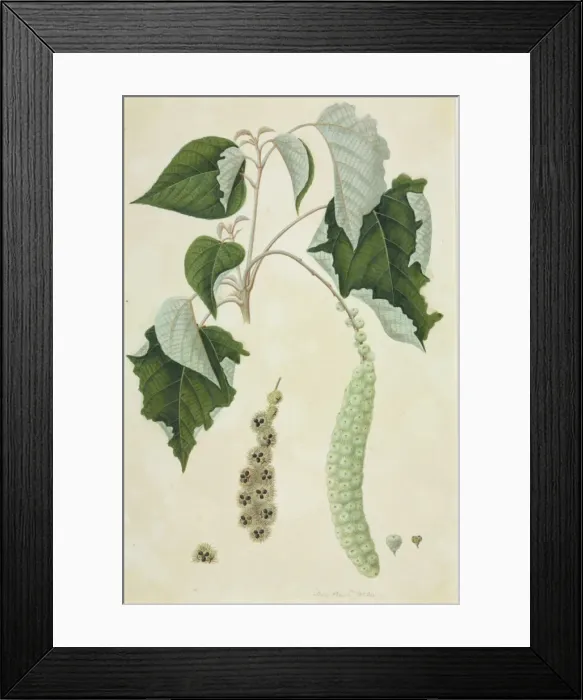 Framed Print : Mallotus sp Framed Print : Mallotus sp