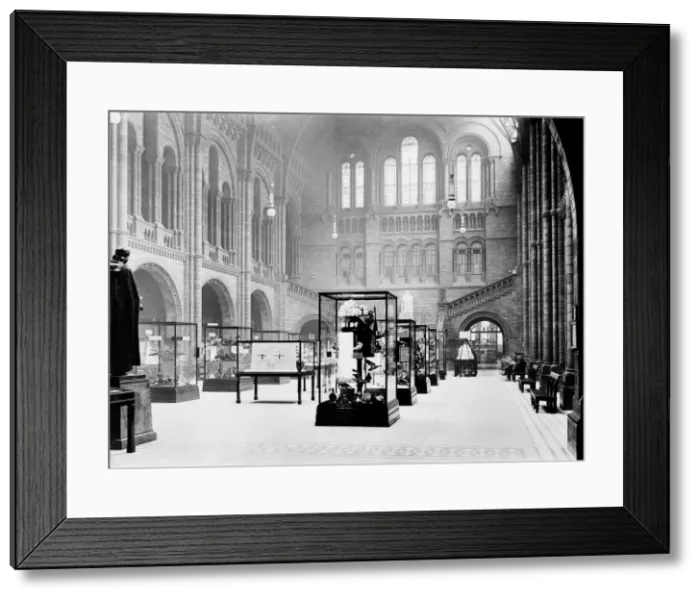 Framed Print : Display cases in the Central Hall at the Natural History Mus Framed Print : Display cases in the Central Hall at the Natural History Mus