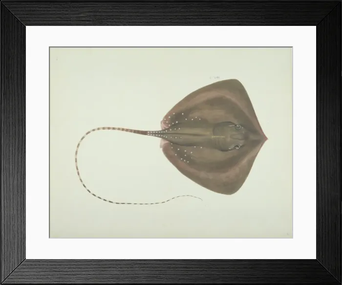 Framed Print : LS Plate 8 from the John Reeves Collection Framed Print : LS Plate 8 from the John Reeves Collection