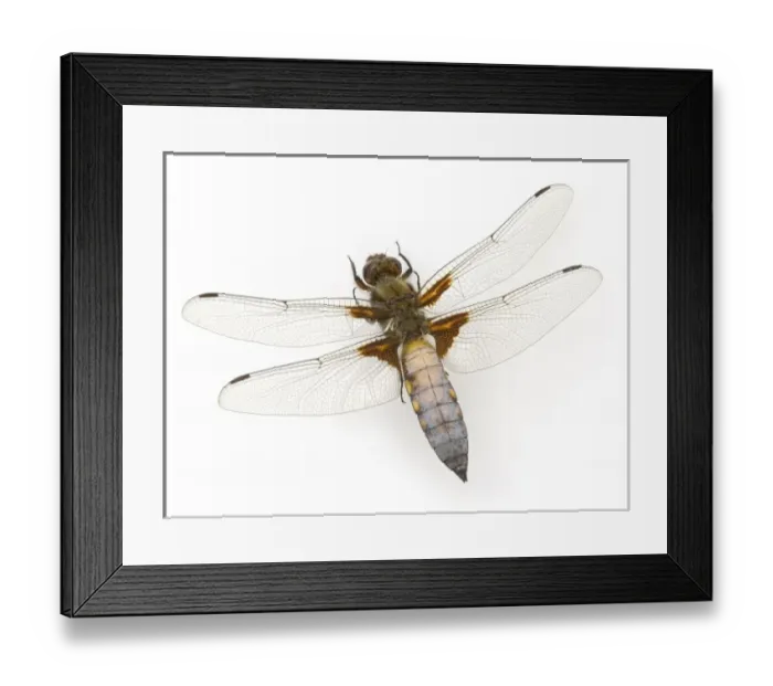 Framed Print : Libellula depressa, broad-bodied chaser Framed Print : Libellula depressa, broad-bodied chaser
