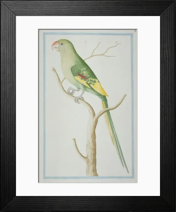 Framed Print : Psittacula eupatria, Alexandrine parakeet Framed Print : Psittacula eupatria, Alexandrine parakeet