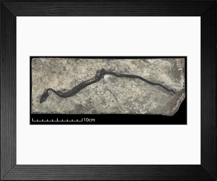 Framed Print : Adriosaurus suessi Framed Print : Adriosaurus suessi