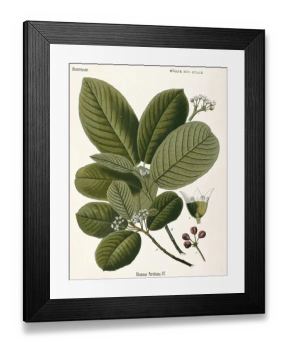 Framed Print : Rhamnus purshiana, cascara buckthorn Framed Print : Rhamnus purshiana, cascara buckthorn