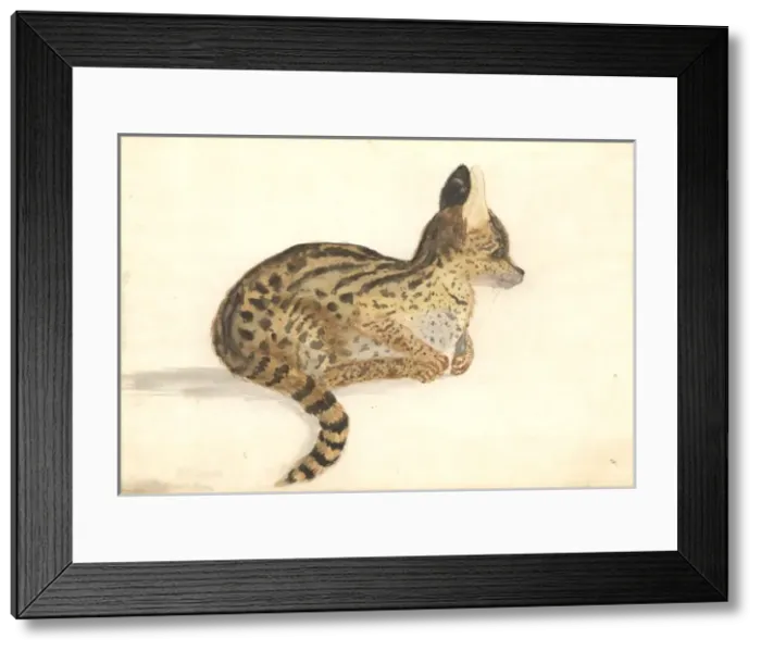 Framed Print : Leptailurus serval, serval Framed Print : Leptailurus serval, serval