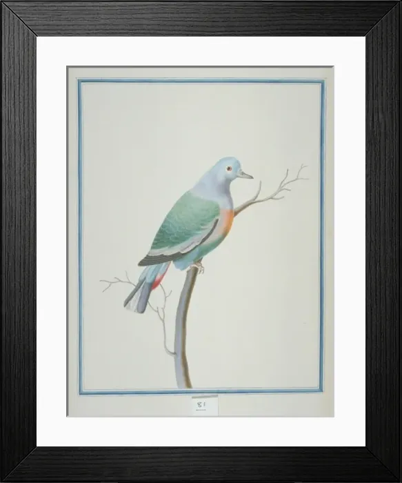 Framed Print : Treron vernans, pink-necked green pigeon Framed Print : Treron vernans, pink-necked green pigeon