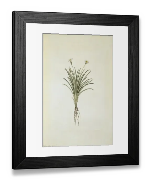 Framed Print : Celmisia gracilenta, dainty daisy Framed Print : Celmisia gracilenta, dainty daisy