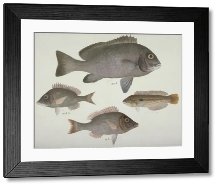 Framed Print : Plate 108 from the John Reeves Collection