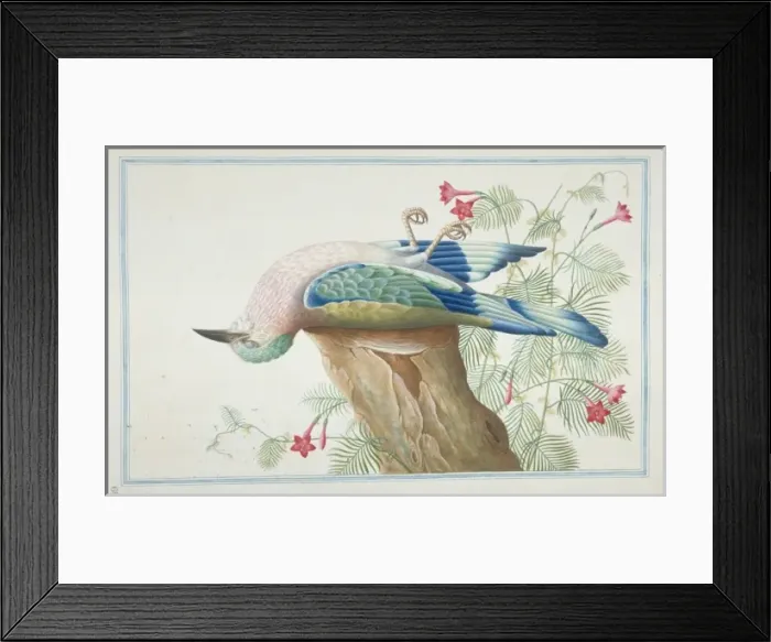 Framed Print : Coracias benghalensis, Indian Roller Framed Print : Coracias benghalensis, Indian Roller