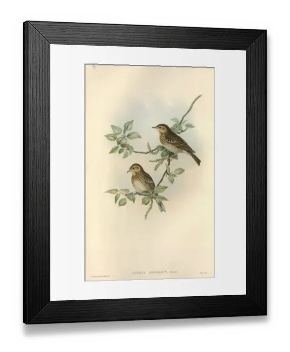 Framed Print : Anthus trivialis, tree pipit Framed Print : Anthus trivialis, tree pipit