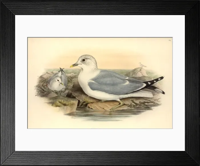 Framed Print : Larus canus, mew gull Framed Print : Larus canus, mew gull