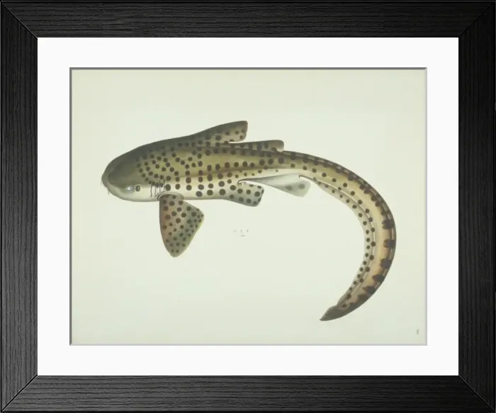 Framed Print : LS Plate 182 from the John Reeves Collection Framed Print : LS Plate 182 from the John Reeves Collection