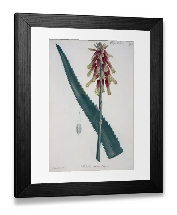 Framed Print : Aloe succotrin, aloe Framed Print : Aloe succotrin, aloe