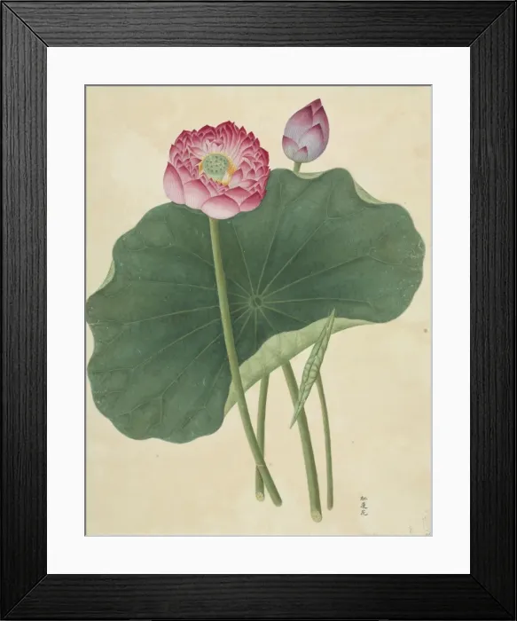 Framed Print : Lotus nelumbo, lotus Framed Print : Lotus nelumbo, lotus
