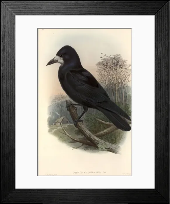 Framed Print : Corvus frugilegus, rook Framed Print : Corvus frugilegus, rook
