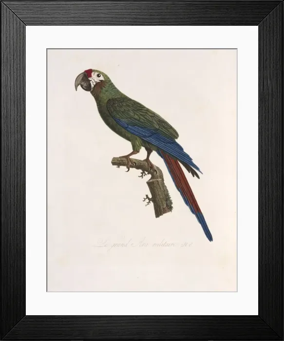 Framed Print : Ara ambiguus, great green macaw Framed Print : Ara ambiguus, great green macaw