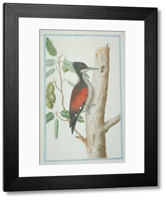 Framed Print : Chrysocolaptes lucidus, greater flame-backed woodpecker Framed Print : Chrysocolaptes lucidus, greater flame-backed woodpecker