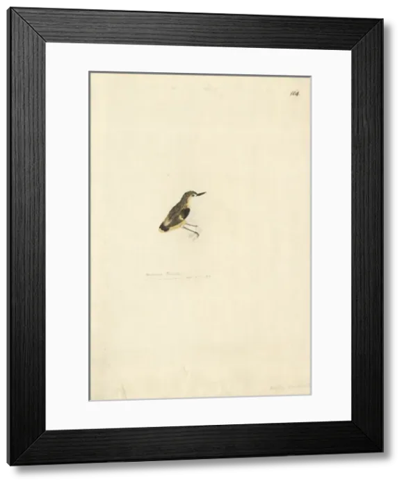 Framed Print : Finschia novaeseelandiae, pipipi Framed Print : Finschia novaeseelandiae, pipipi