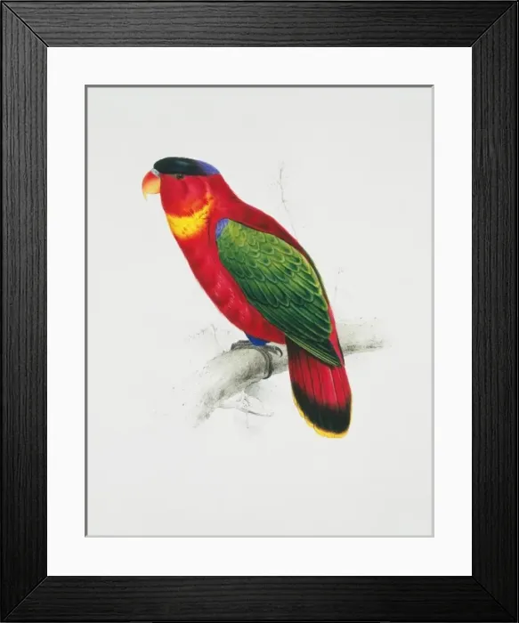 Framed Print : Lorius chlorocercus, yellow-bibbed lory Framed Print : Lorius chlorocercus, yellow-bibbed lory
