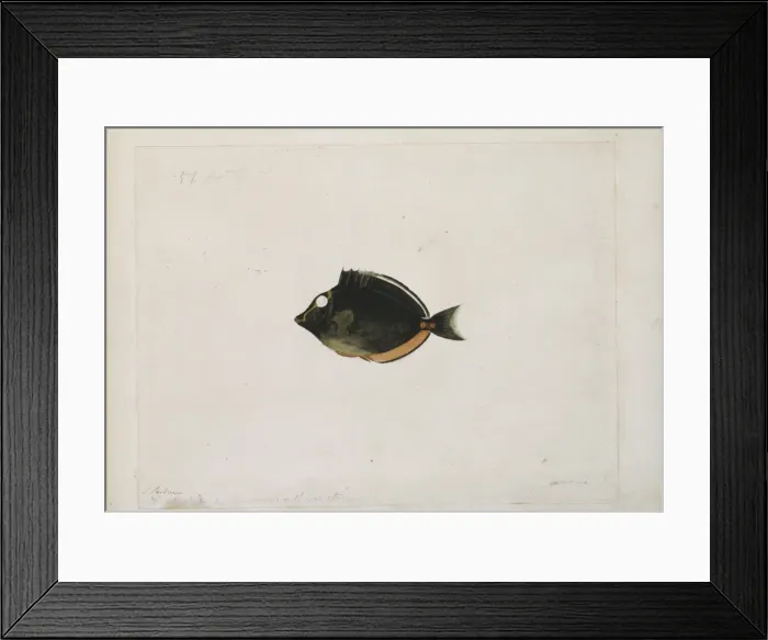 Framed Print : Naso lituratus, orangespine unicornfish Framed Print : Naso lituratus, orangespine unicornfish