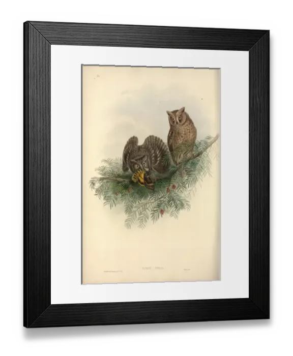 Framed Print : Otus scops, Eurasian scops owl Framed Print : Otus scops, Eurasian scops owl