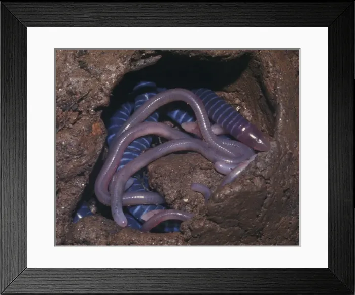 Framed Print : Brooding female caecilian with her young Framed Print : Brooding female caecilian with her young