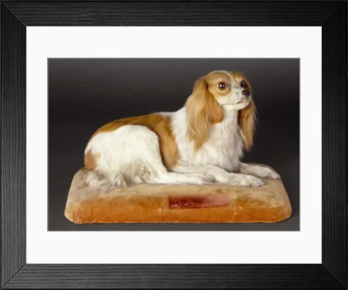 Framed Print : Canis lupus familiaris, dog Framed Print : Canis lupus familiaris, dog