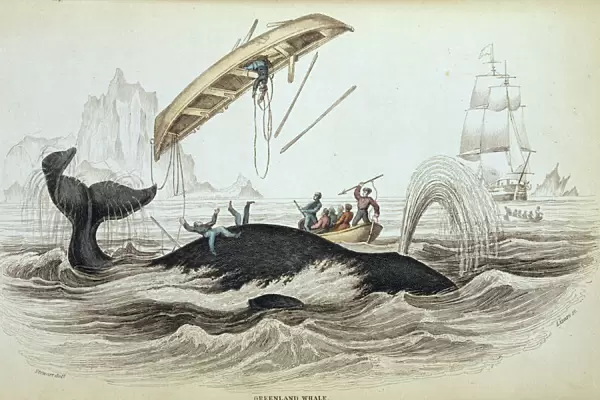 Balaena mysticetus, bowhead whale