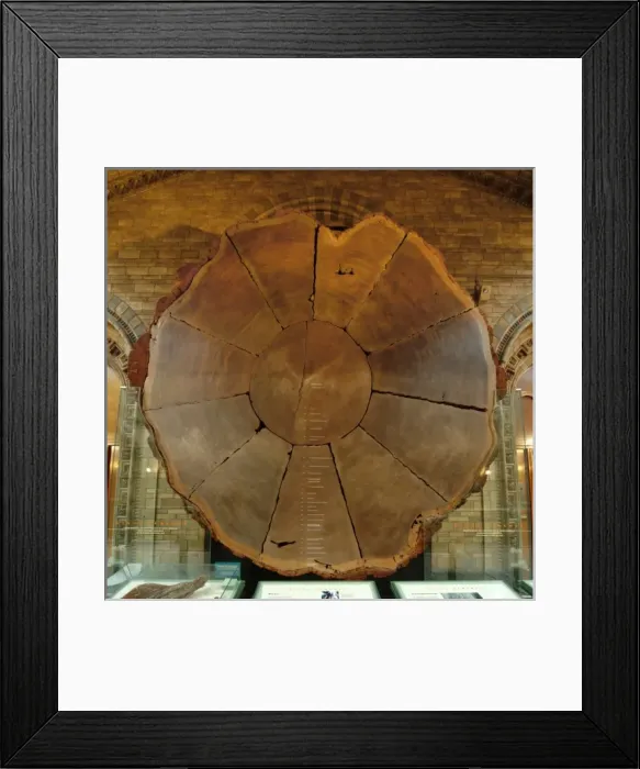 Framed Print : Sequoiadendron giganteum, giant sequoia Framed Print : Sequoiadendron giganteum, giant sequoia
