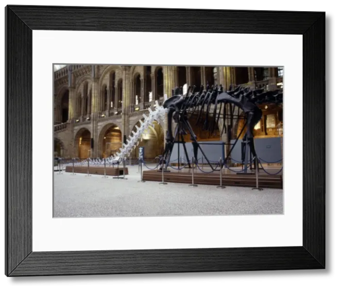 Framed Print : Diplodocus carnegiei Framed Print : Diplodocus carnegiei